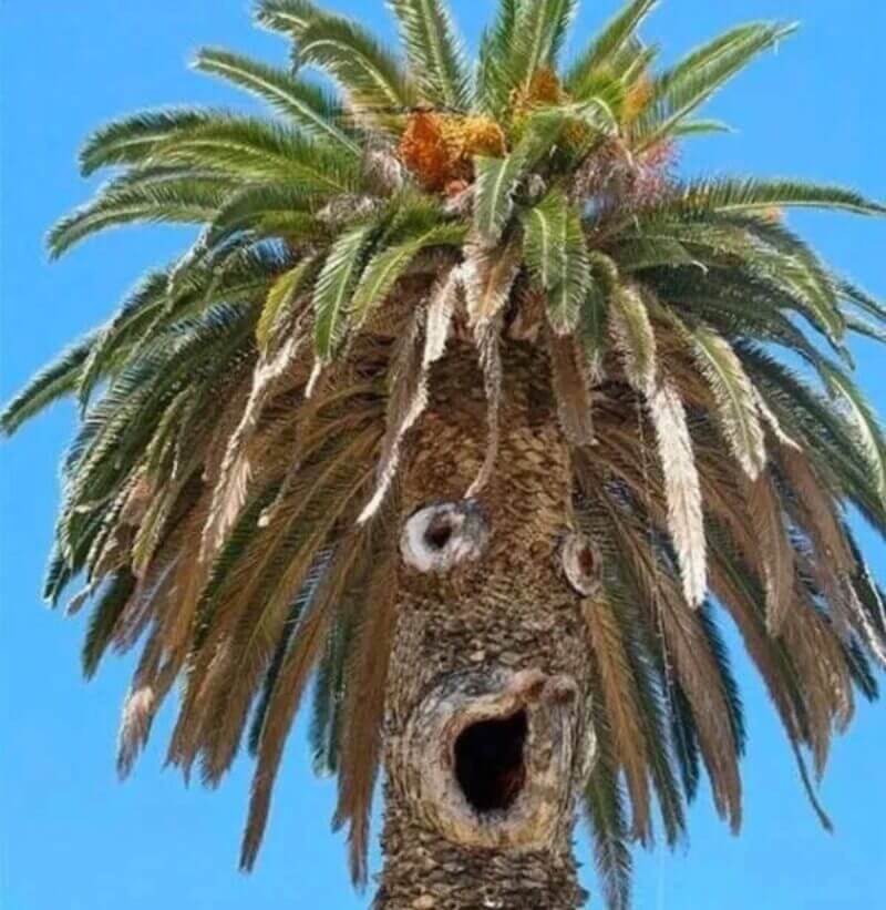 Bilderparade DCCCXC BP890_89