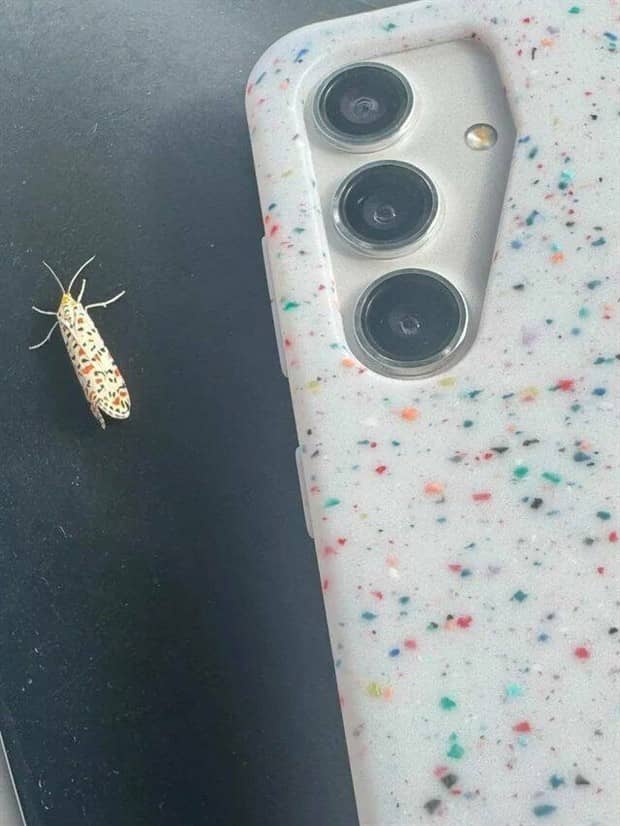 Bilderparade DCCCXCI BP891_27 