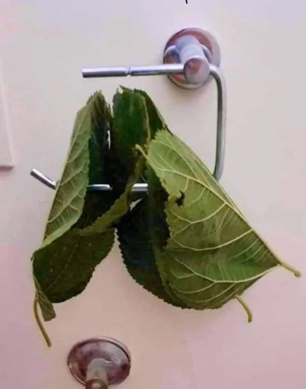 Bilderparade DCCCXCI BP891_42 