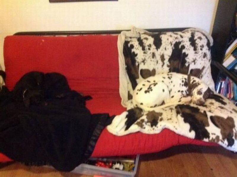 Bilderparade DCCCXCI BP891_52 