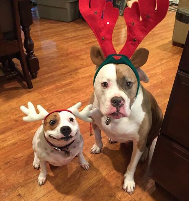 Bilderparade DCCCXCI BP891_76