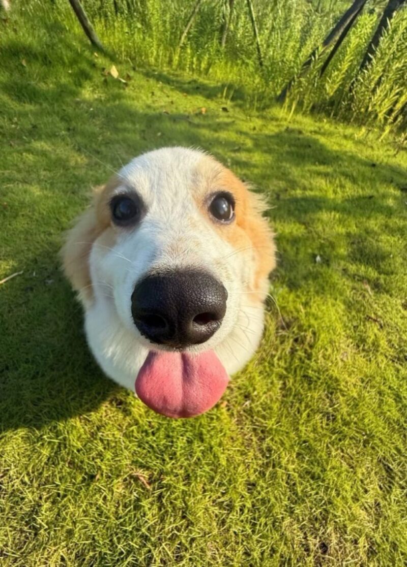 Bilderparade DCCCXCI BP891_94