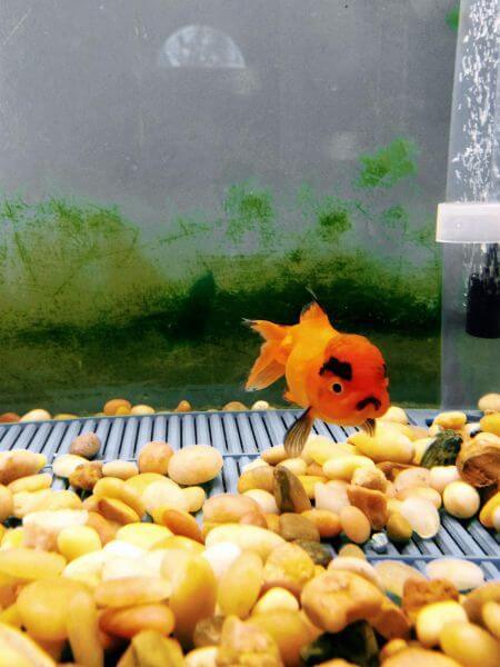 Bilderparade DCCCXCII BP892_11 