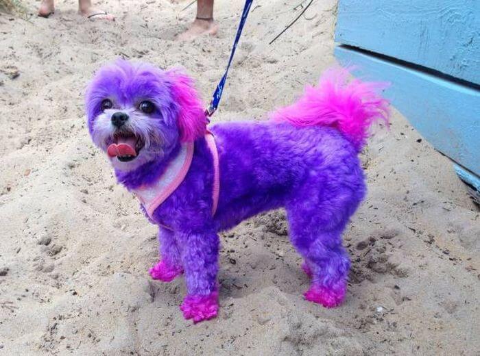 Bilderparade DCCCXCII BP892_81 