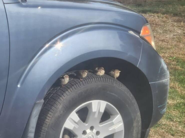 Bilderparade DCCCXCIII BP893_52 