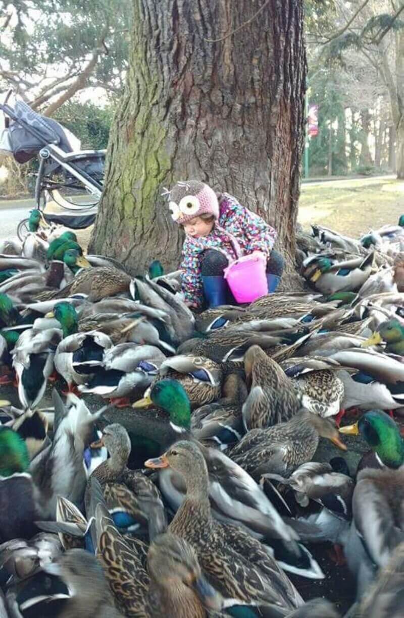 Bilderparade DCCCXCIII BP893_83 