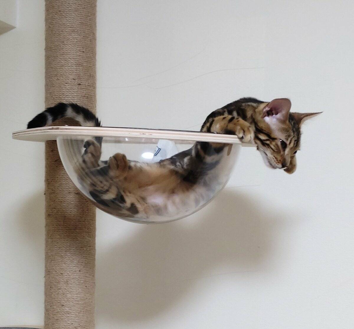 Bilderparade DCCCXCIII BP893_99 