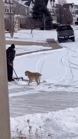 GIFparade CLXI GP161_06 