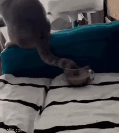 GIFparade CLXI GP161_10 