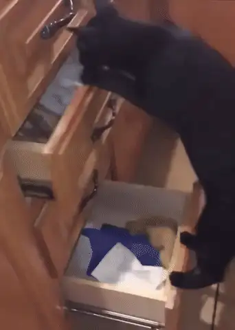 GIFparade CLXI GP161_41 