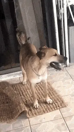 GIFparade CLXII GP162_27 