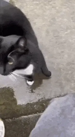 GIFparade CLXII GP162_35 