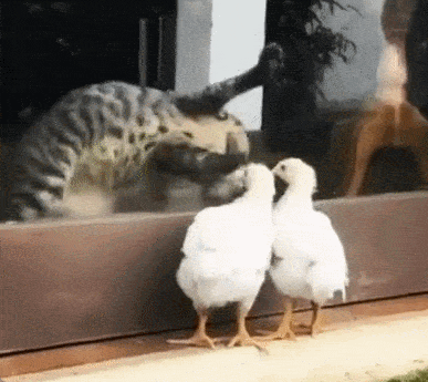 GIFparade CLXII GP162_38 