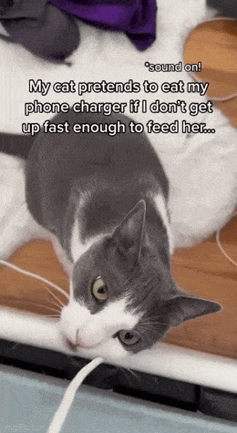 GIFparade CLXII GP162_44 