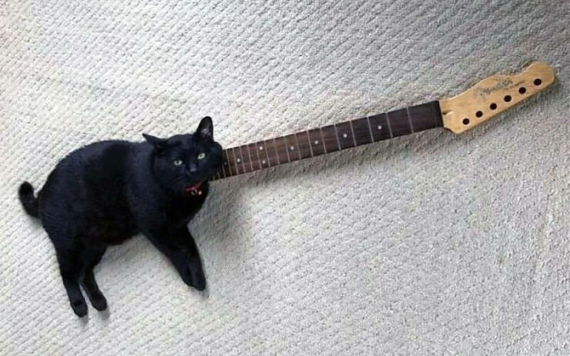 Bilderparade DCCCXCIV