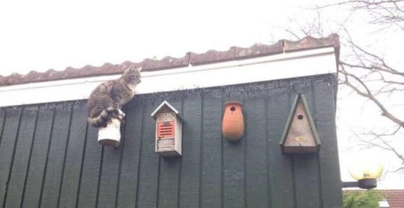 Bilderparade DCCCXCIV BP894_11 