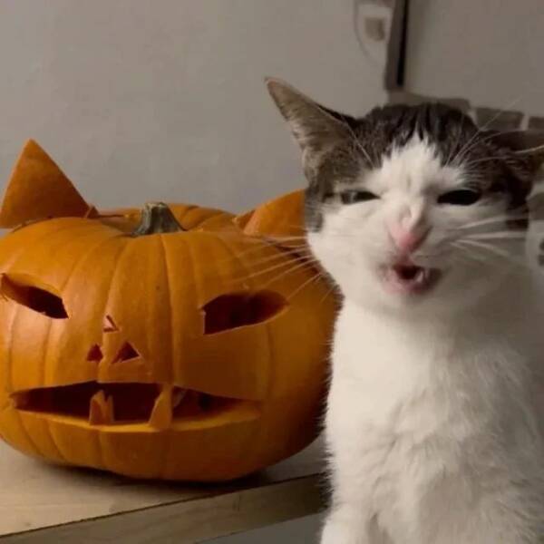 Bilderparade DCCCXCIV BP894_50 