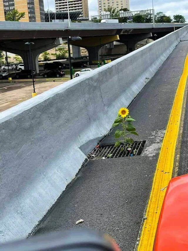 Bilderparade DCCCXCIV BP894_51 