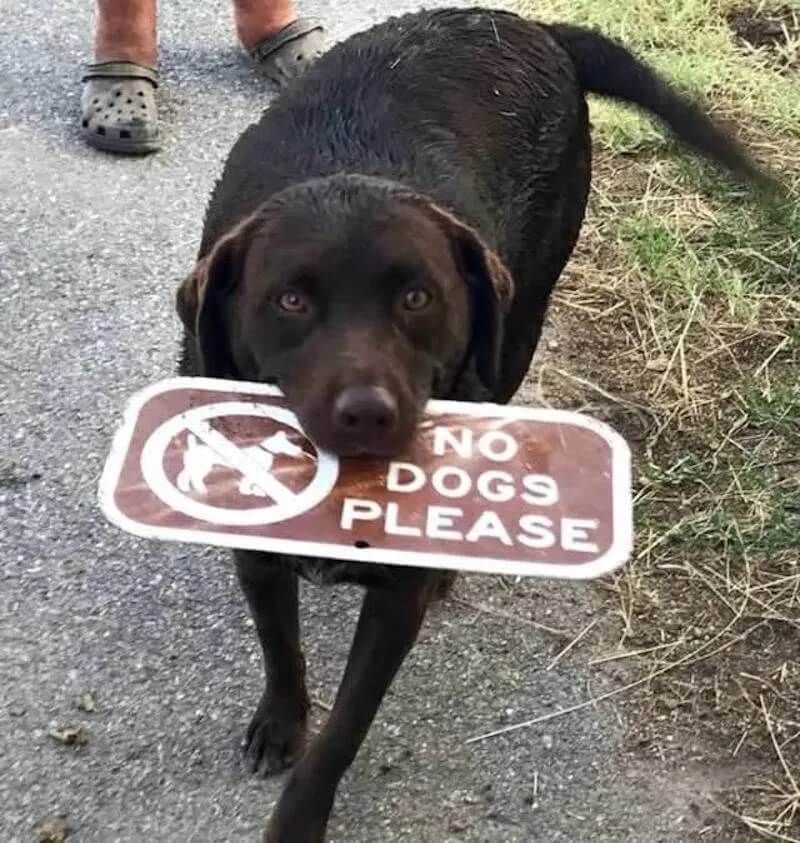 Bilderparade DCCCXCIV BP894_81 