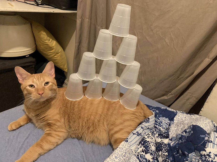 Bilderparade DCCCXCIV BP894_84 