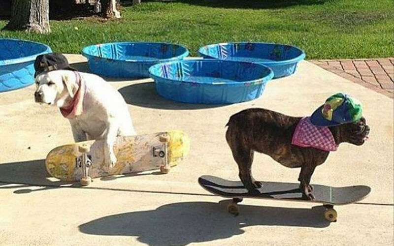 Bilderparade DCCCXCV