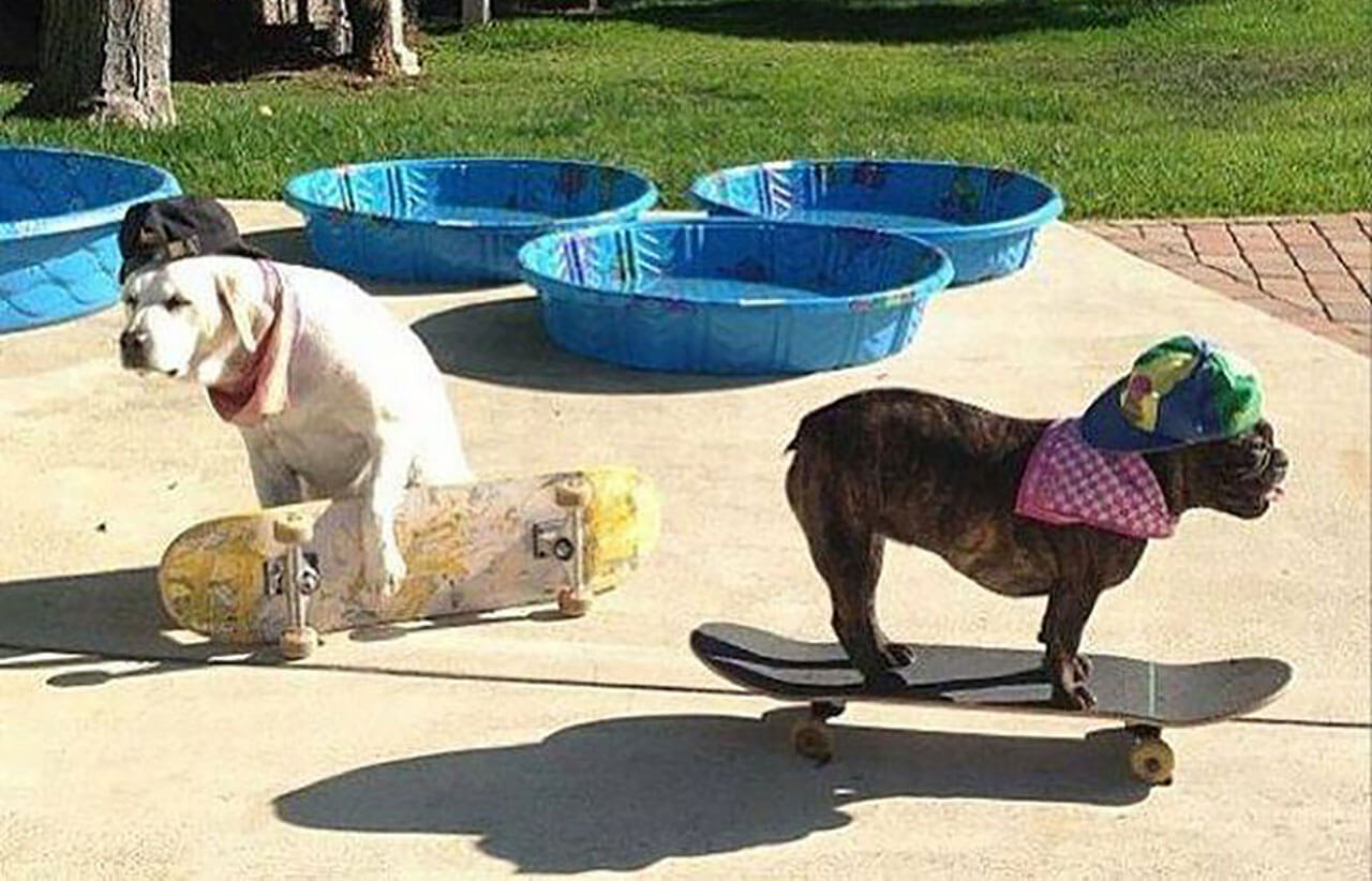 Bilderparade DCCCXCV BP895_01 