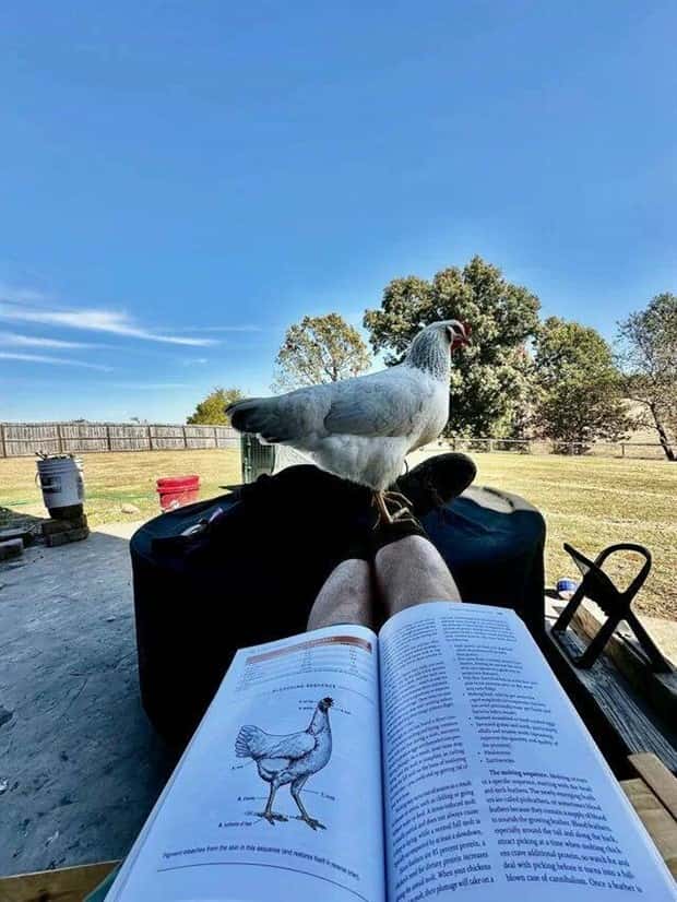 Bilderparade DCCCXCVI BP896_19 