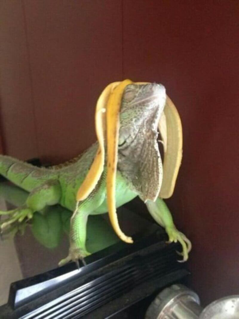 Bilderparade DCCCXCVI BP896_82 