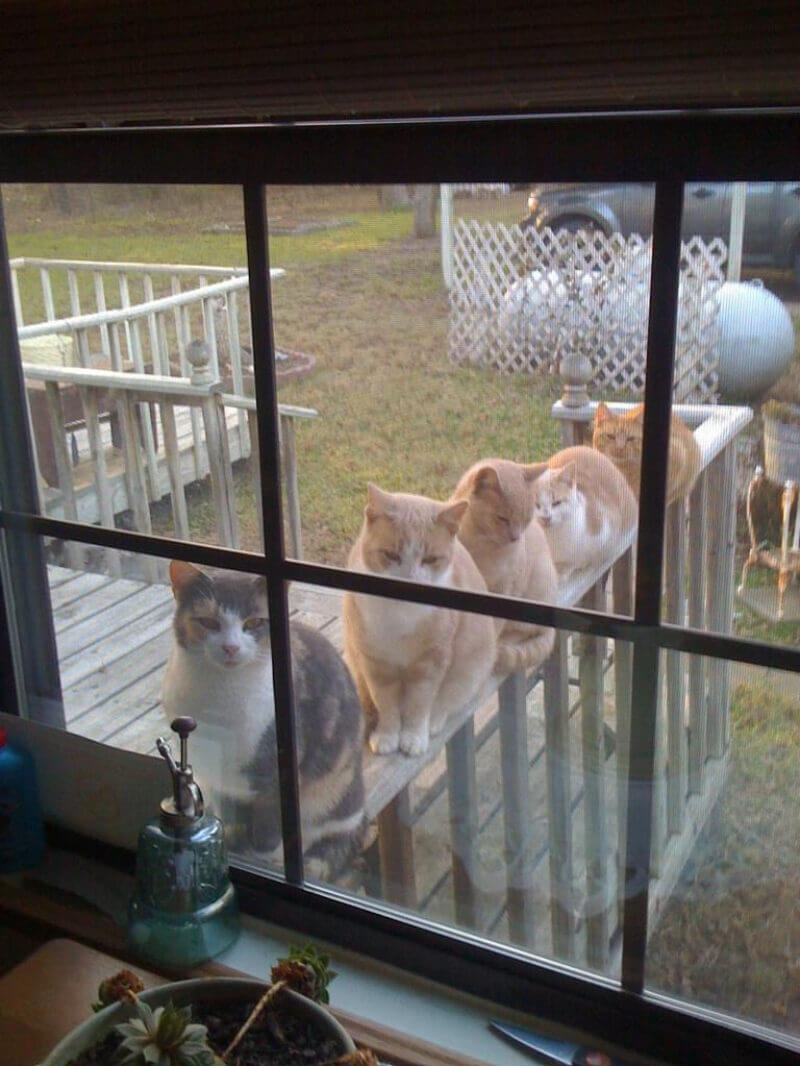 Bilderparade DCCCXCVI BP896_84 