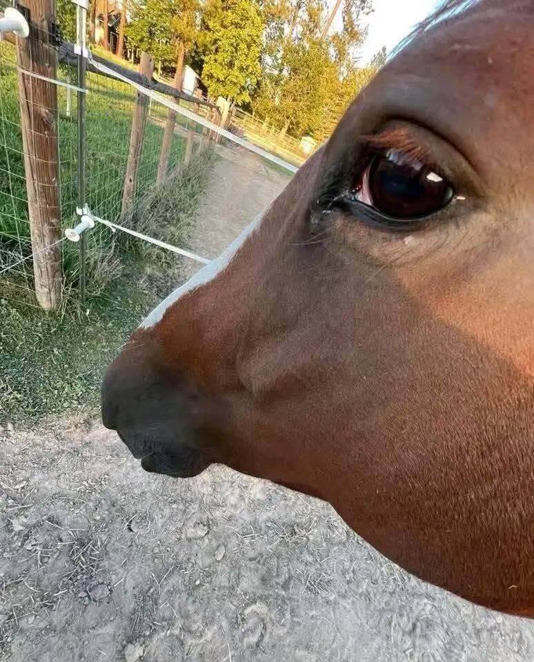 Bilderparade DCCCXCVI BP896_96 