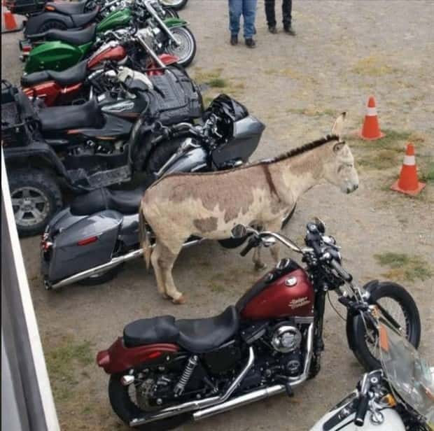 Bilderparade DCCCXCVII BP897_32 