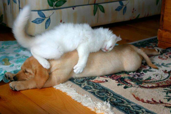 Bilderparade DCCCXCVII BP897_52 