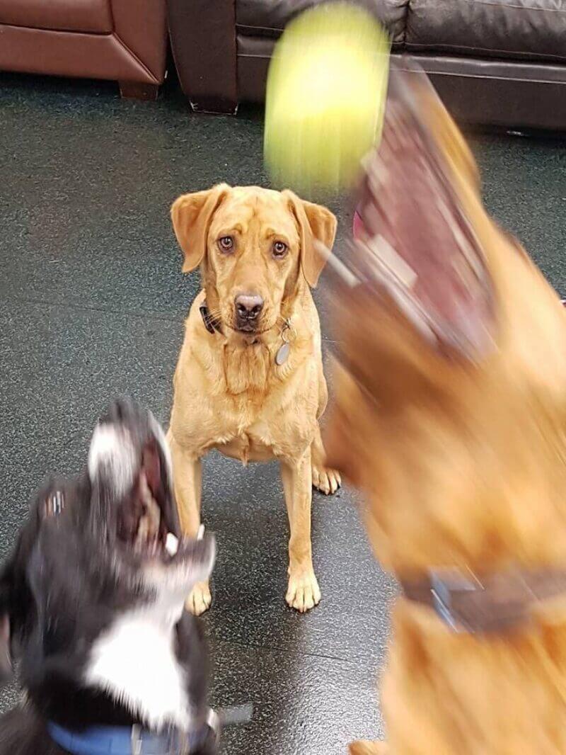 Bilderparade DCCCXCVIII BP898_09 