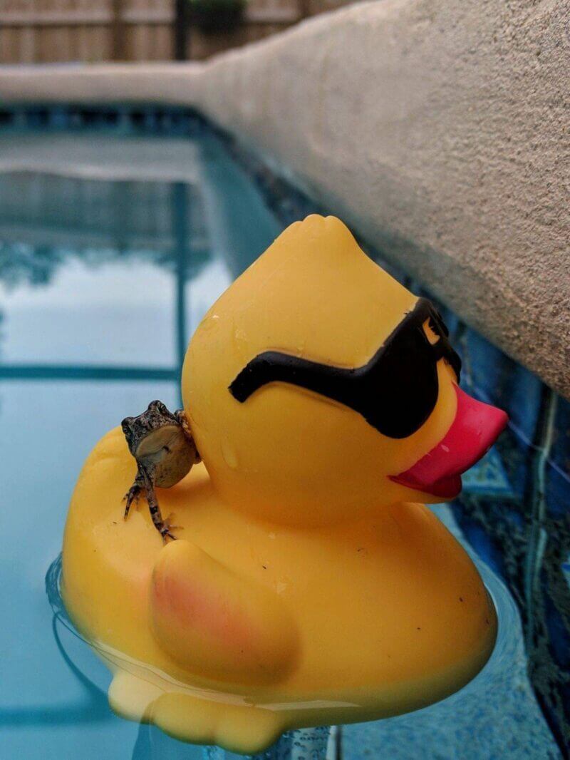 Bilderparade DCCCXCVIII BP898_40 