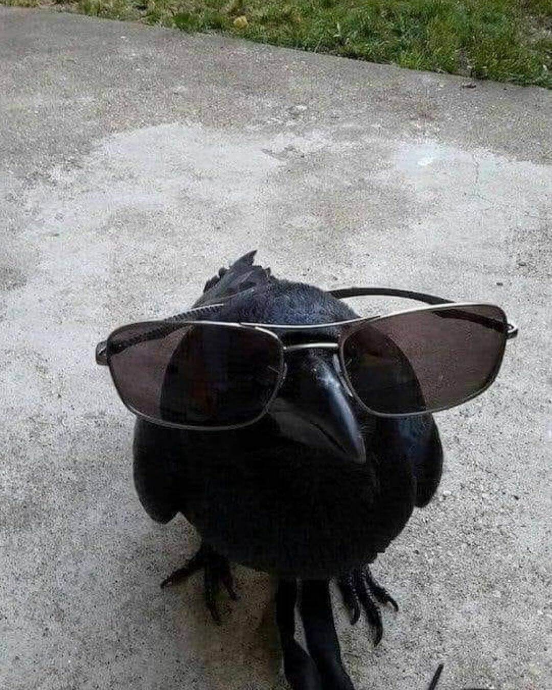 Bilderparade DCCCXCVIII BP898_59 