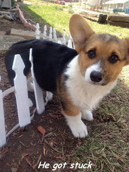 Bilderparade DCCCXCIX BP899_06 