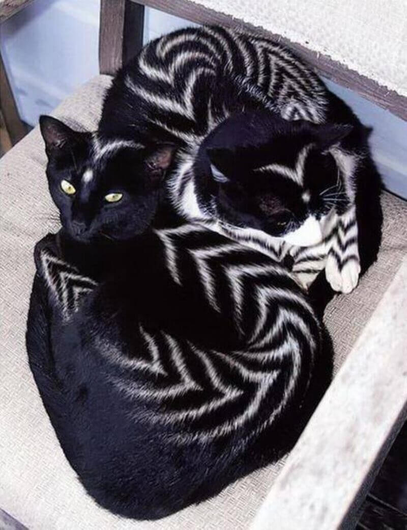 Bilderparade CM BP900_54 