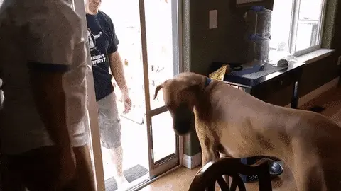 GIFparade CLXIII GP163_04 