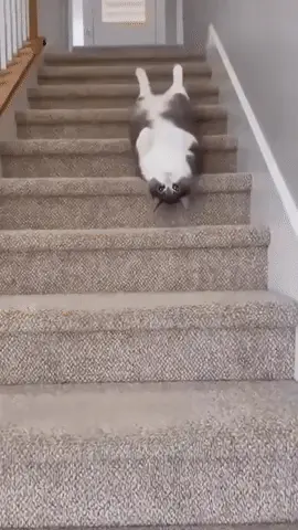 GIFparade CLXIII GP163_27 