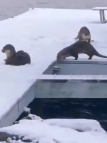 GIFparade CLXIII GP163_49 