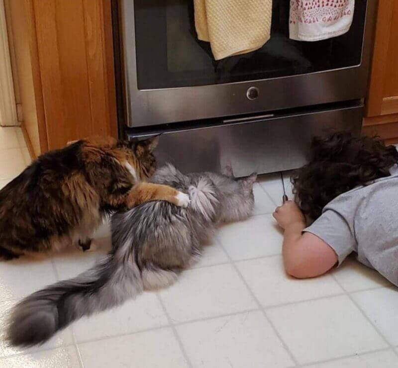 Bilderparade CMII BP902_23 