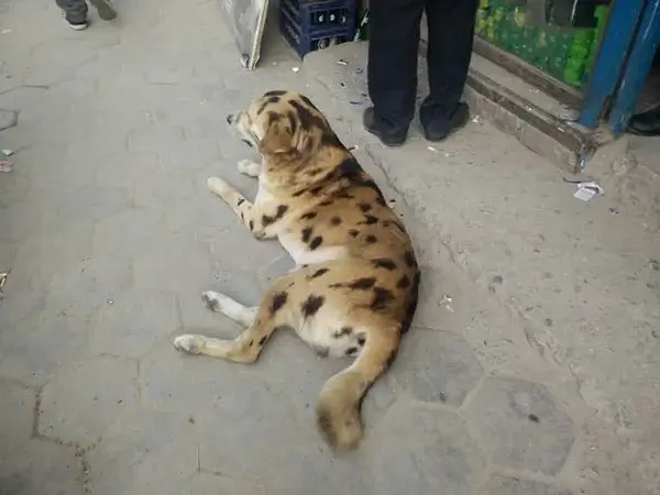 Bilderparade CMII BP902_34 