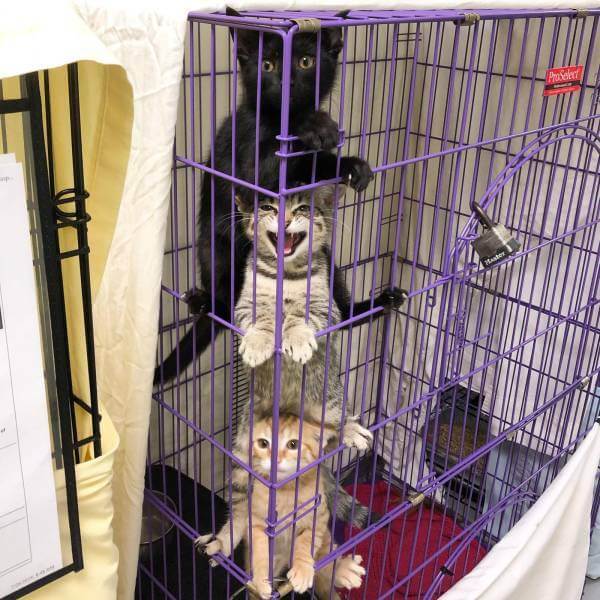 Bilderparade CMII BP902_60 