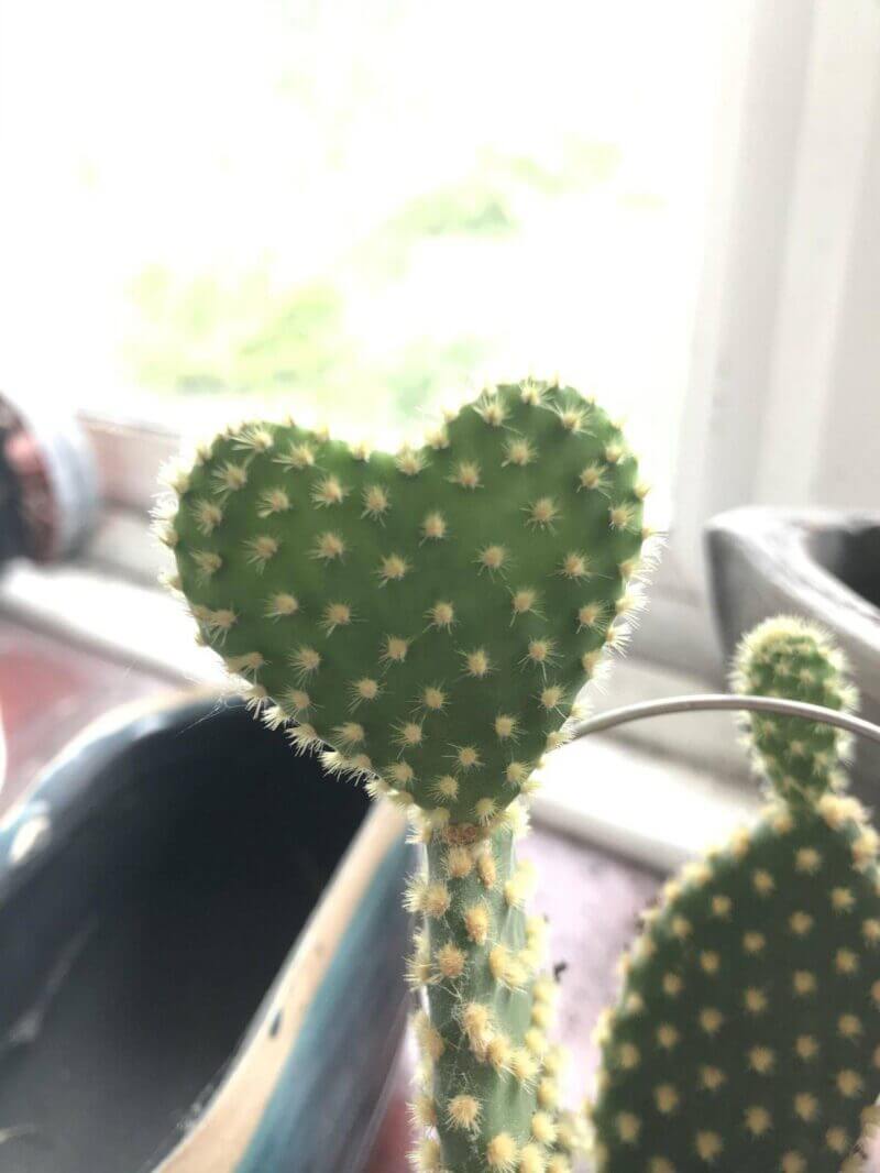 Bilderparade CMII BP902_63 